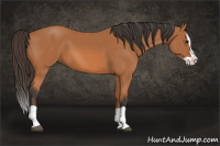 Horse Color:Bay Splash 