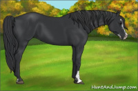 Horse Color:Black Sabino 