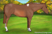 Horse Color:Liver Chestnut Tobiano Frame 
