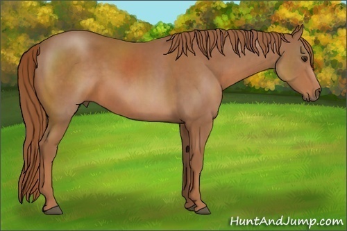 Horse Color: Chestnut 