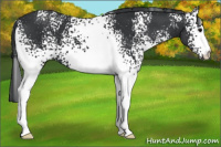Horse Color:White Spotted Black