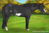 Horse Color:Black Frame 