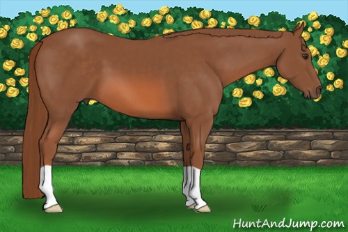 Horse Color: Liver Chestnut 