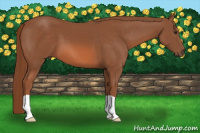 Horse Color:Liver Chestnut 