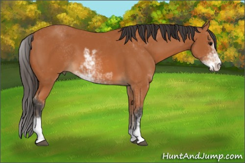 Horse Color: Bay Sabino 