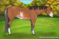 Horse Color:Bay Sabino