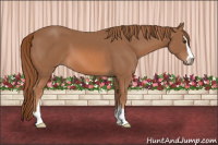 Horse Color:Chestnut Sabino 