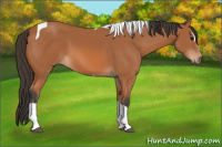 Horse Color:Bay Sabino Tobiano