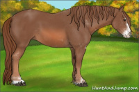 Horse Color:Chestnut Sabino 