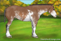 Horse Color:Bay Sabino