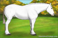 Horse Color:Bay Sabino Appaloosa