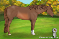 Horse Color:Liver Chestnut