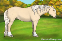 Horse Color:Palomino Dun 