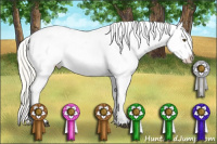 Horse Color:Palomino Dun Appaloosa 