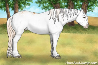 Horse Color:Chocolate Palomino Dun Sabino Splash