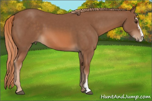 Horse Color: Chestnut Sabino 