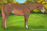 Horse Color:Chestnut Sabino