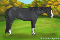 Horse Color:Blue Roan Splash 
