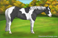 Horse Color:Blue Roan Splash Tobiano