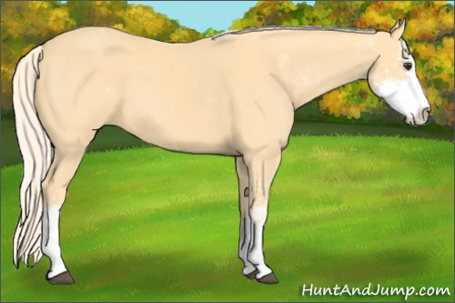 Horse Color: Palomino Sabino 