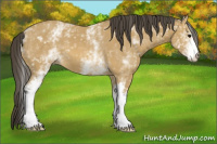 Horse Color:White Spotted Buckskin