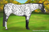 Horse Color:Blue Roan Appaloosa 