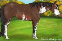 Horse Color:Bay Sabino 
