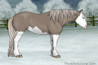 Horse Color:Silver Black Splash