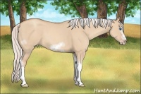 Horse Color:Silver Classic Champagne Dun Sabino Tobiano Frame Rabicano 