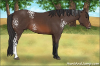 Horse Color:White Spotted Brown 