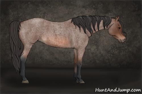 Horse Color: Bay Roan 