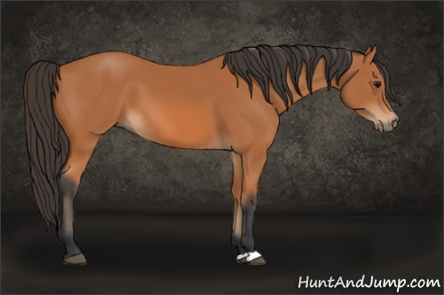 Horse Color: Bay 