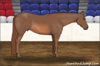 Horse Color:Chestnut Sabino 