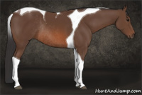Horse Color:Bay Tobiano Rabicano 