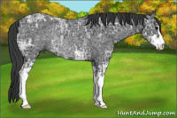 Horse Color:Black Ice Sabino Rabicano 