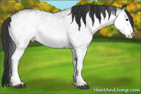 Horse Color:White Spotted Black