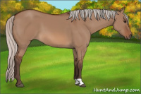 Horse Color:Silver Bay Dun 