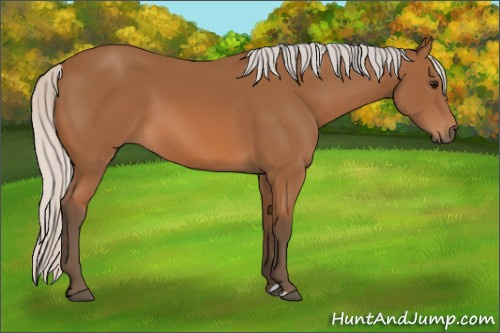 Horse Color: Silver Bay 
