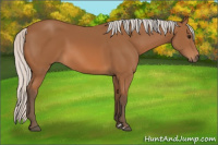 Horse Color:Silver Bay 