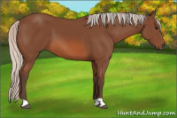 Horse Color:Silver Bay 