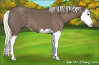 Horse Color:Silver Blue Roan Splash
