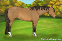Horse Color:Buckskin 