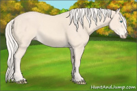 Horse Color:Cremello 