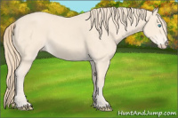 Horse Color:Perlino 