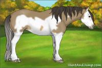 Horse Color:Buckskin Splash Frame