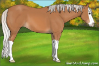 Horse Color:Silver Bay Splash 
