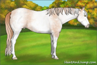 Horse Color:White Spotted Gold Champagne Roan Splash 