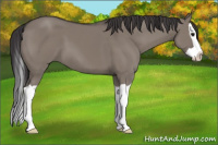 Horse Color:Buckskin Dun Splash 