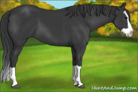 Horse Color:Brown Splash