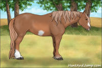 Horse Color:Liver Chestnut Tobiano Frame 